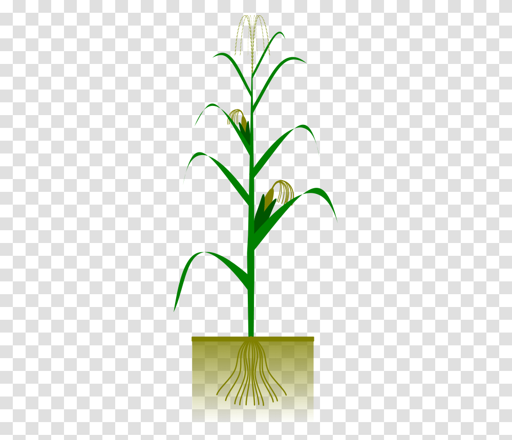 Maize Plant Free Vector, Flower, Blossom, Vegetable, Food Transparent Png
