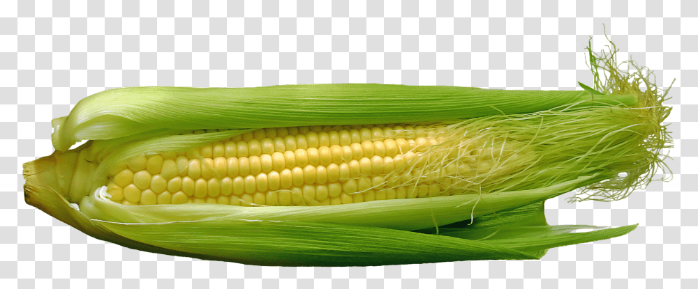 Maize, Plant, Vegetable, Food, Corn Transparent Png