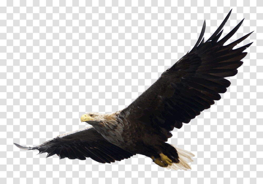 Majestic Bald Eagle Flying Image, Bird, Animal, Kite Bird Transparent Png
