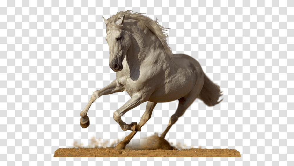 Majestic Horse, Andalusian Horse, Mammal, Animal, Stallion Transparent Png