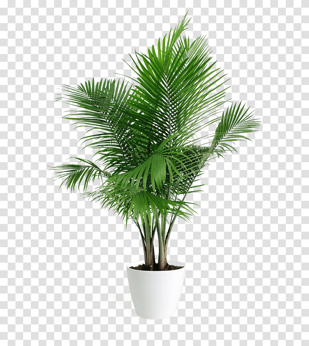 Majesty Palm Houseplant - Chelsea Garden Center Palm Tree Plant, Arecaceae, Green, Leaf,  Transparent Png
