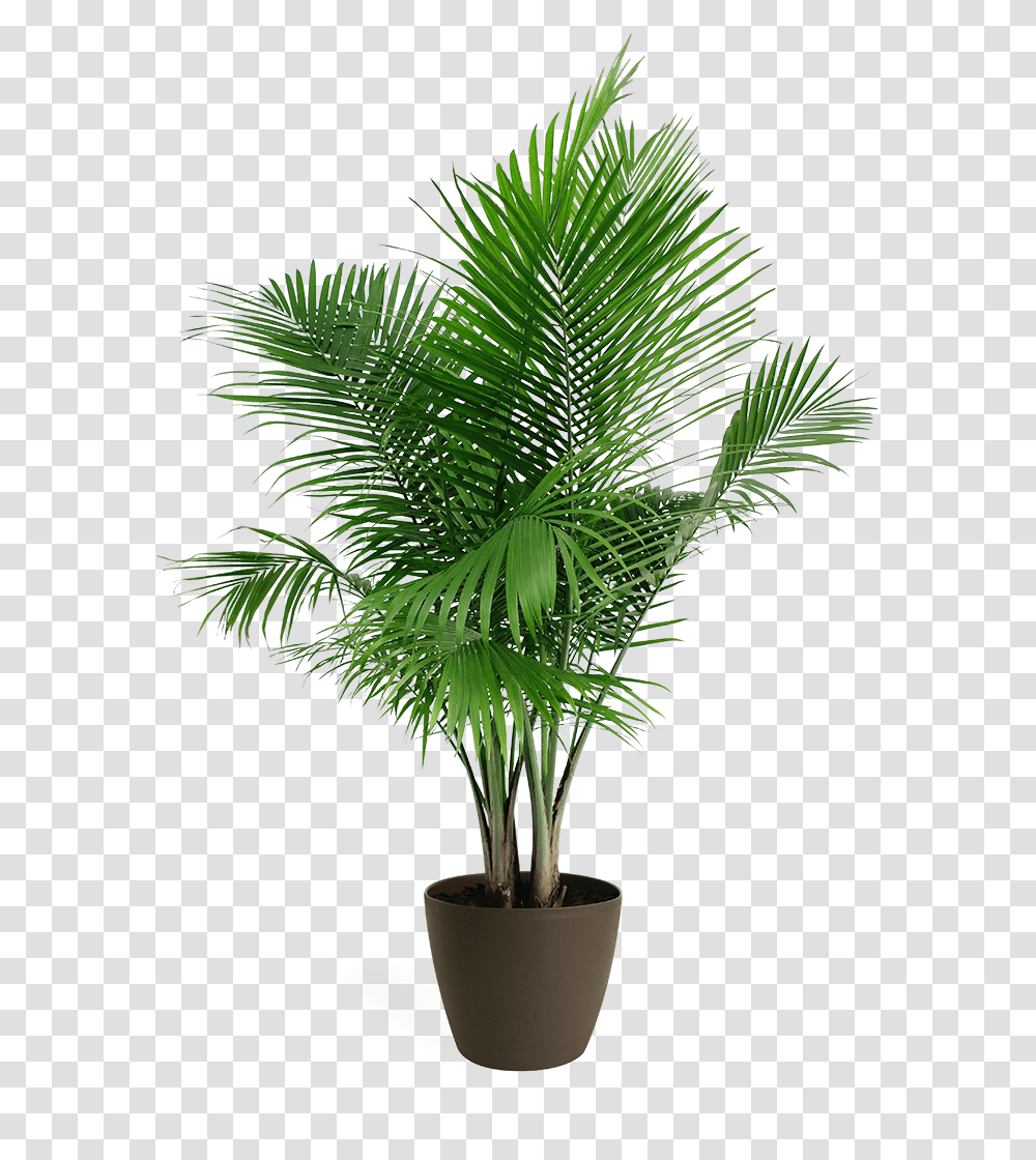 Majesty Palm Palm House Plant Full Size Download Palm Tree Plant, Arecaceae, Green, Leaf Transparent Png