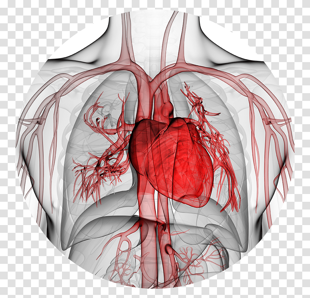 Major Research In Cardiology, Painting, Neck Transparent Png