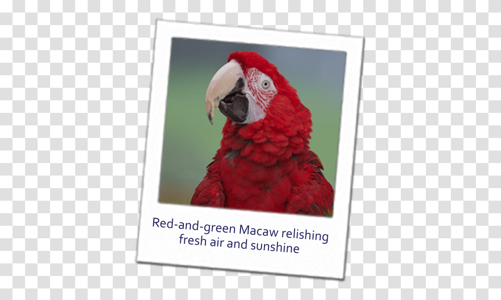 Make A Change For Parrots Macaw, Bird, Animal, Chicken, Poultry Transparent Png