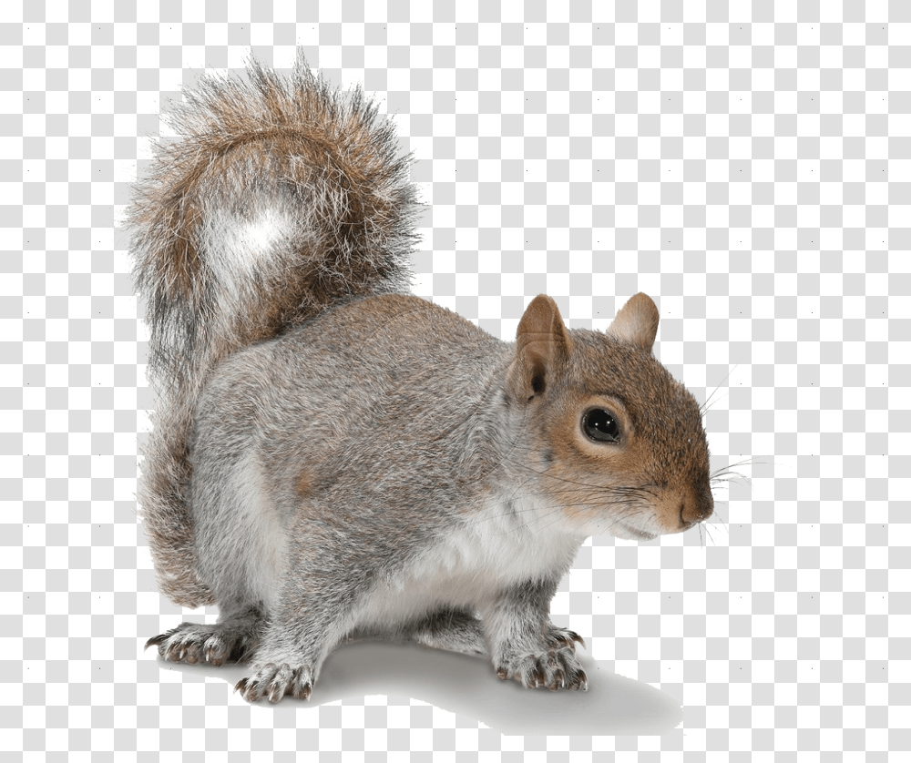 Make A Decision Squirrel Quote, Rat, Rodent, Mammal, Animal Transparent Png