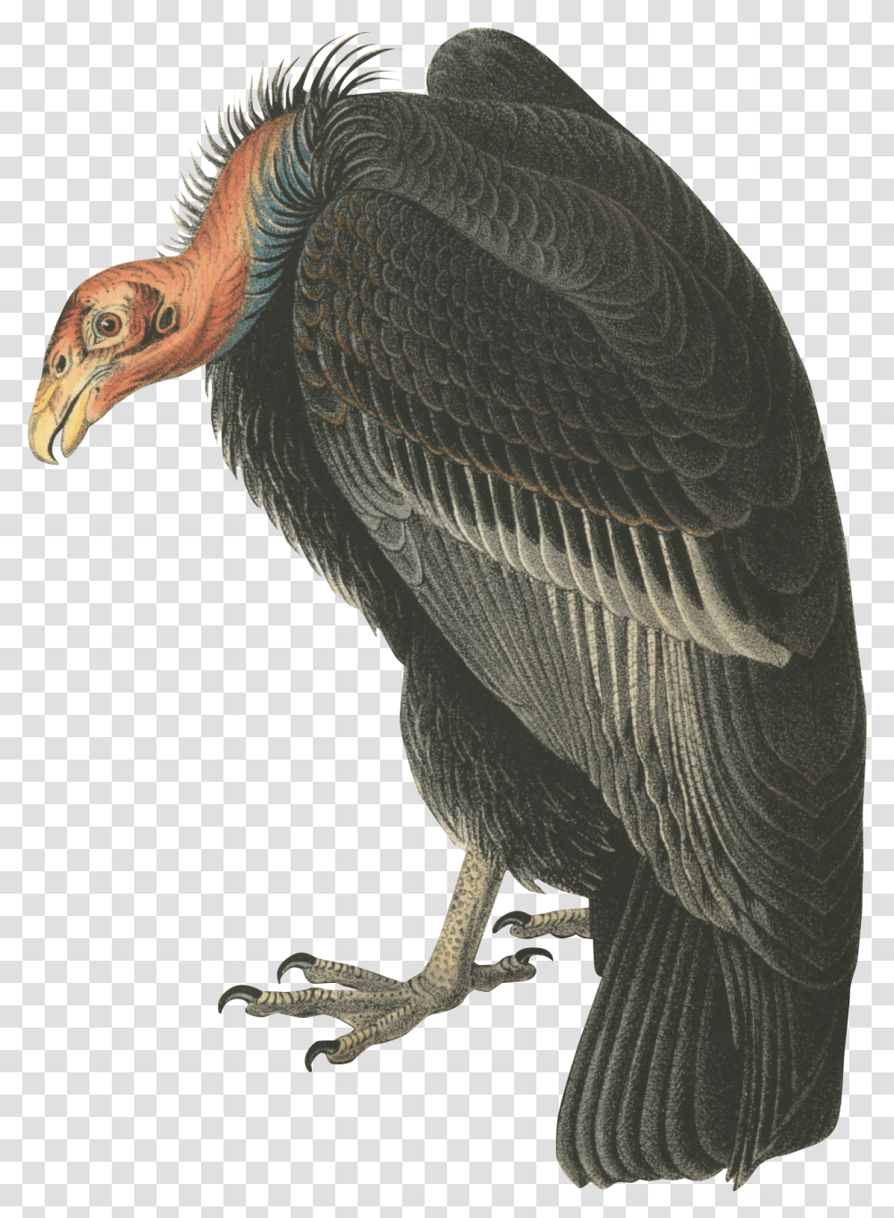 Make Me A Bird Andean Condor Background, Vulture, Animal, Waterfowl, Beak Transparent Png