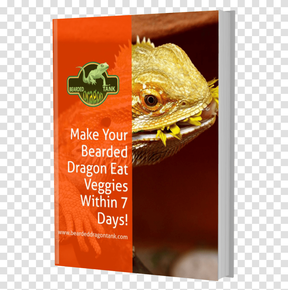 Make Your Bearded Dragon Eat Greens Within 7 Days Ebook Dragon Lizard, Animal, Reptile, Anole, Fish Transparent Png