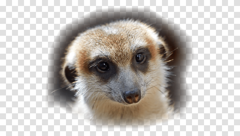 Making False Statement Download Meerkat, Wildlife, Mammal, Animal, Dog Transparent Png