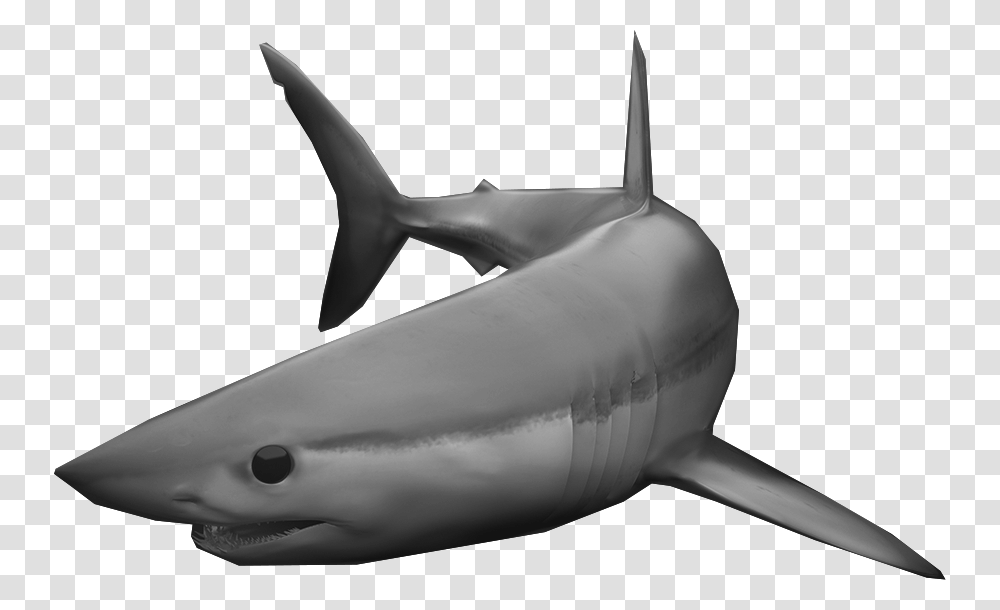 Mako Shark Nsu, Sea Life, Fish, Animal, Great White Shark Transparent Png