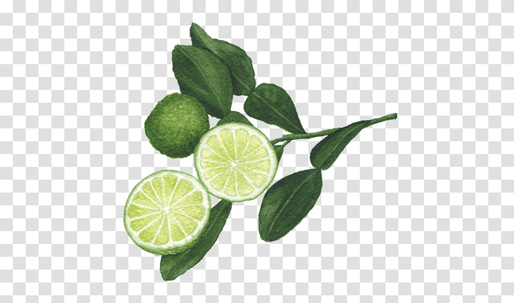 Makrut Or Keiffer Limes Helen Krayenhoff, Citrus Fruit, Plant, Food Transparent Png