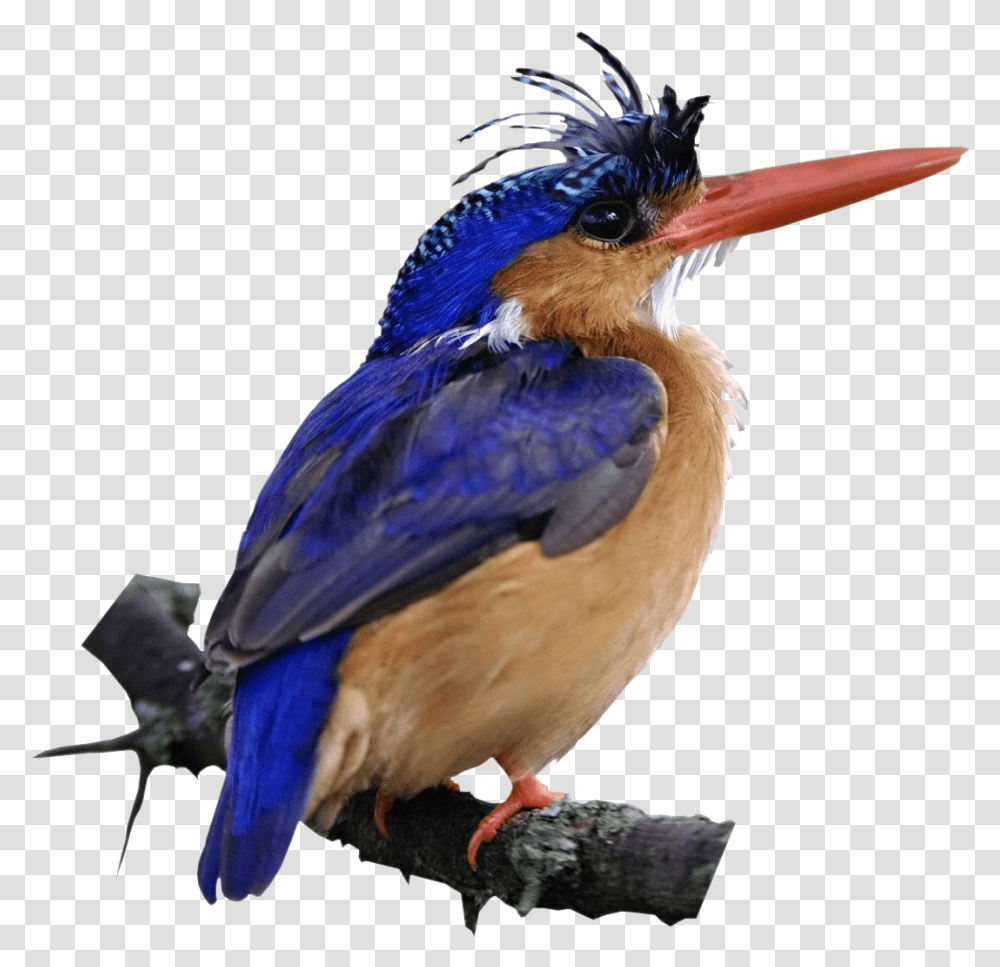 Malachite Kingfisher Bird Kenya, Animal, Bluebird, Jay, Blue Jay Transparent Png