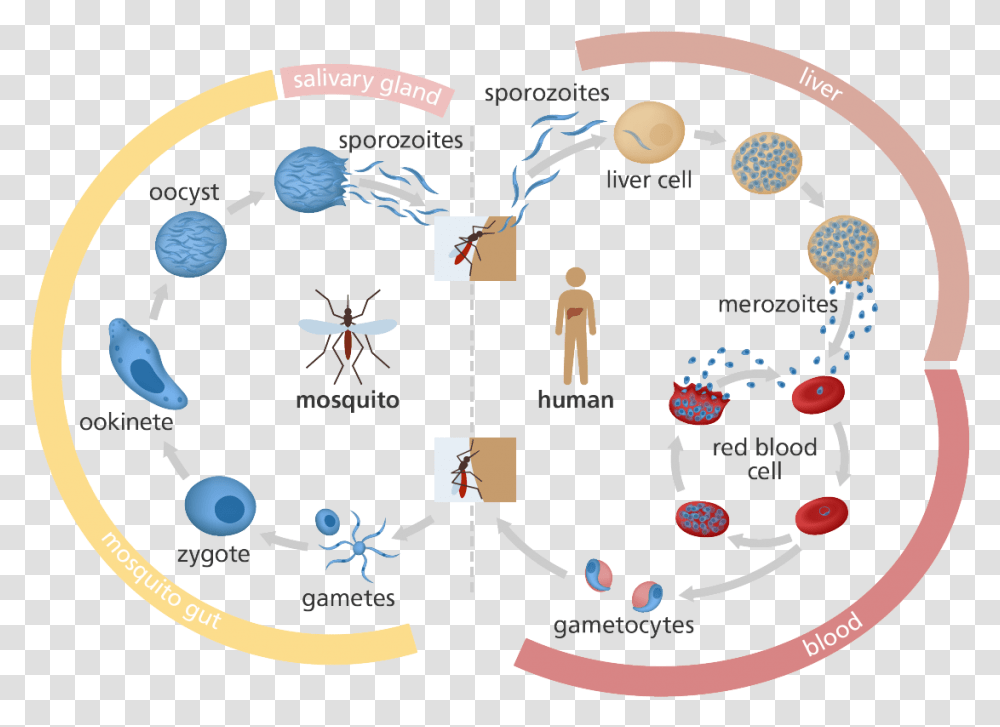 Malaria Life Cycle Gcse, Diagram, Architecture, Building Transparent Png