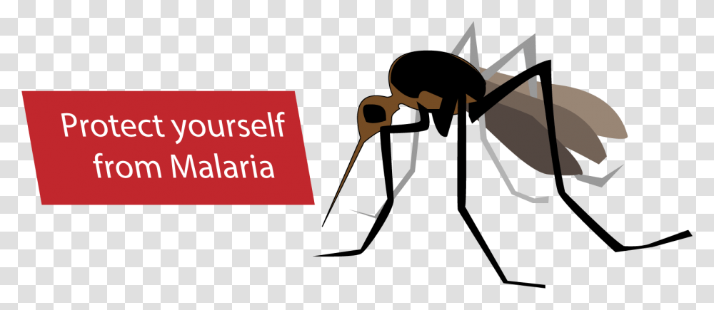 Malaria Mosquito Cartoon Malaria Clipart, Insect, Invertebrate, Animal, Ant Transparent Png