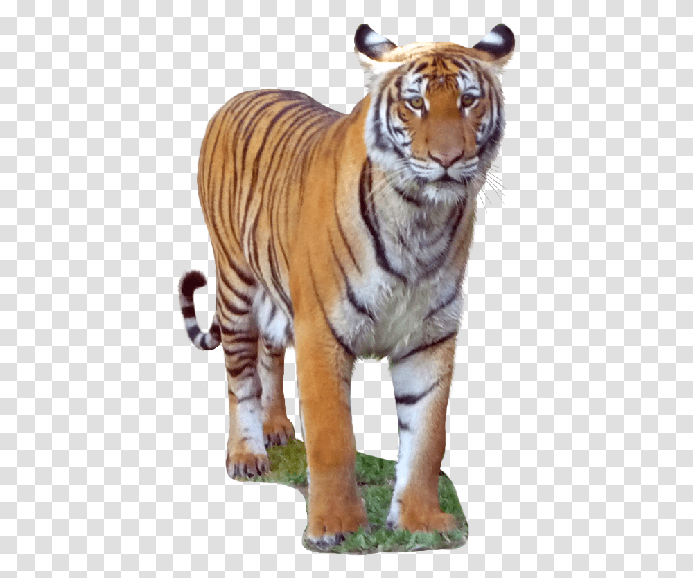 Malayan Tiger Background Download Siberian Tiger, Wildlife, Mammal, Animal Transparent Png