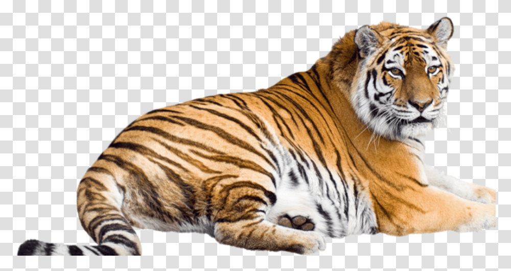 Malayan Tiger Free Siberian Tiger Background, Wildlife, Mammal, Animal Transparent Png