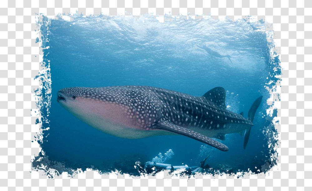 Maldives Whale Shark Sun Island Whale Shark, Water, Outdoors, Sea Life, Fish Transparent Png