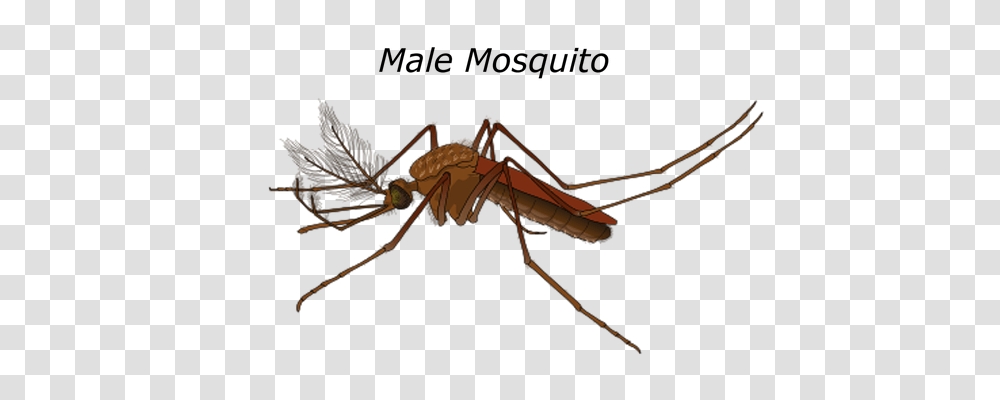 Male Technology, Insect, Invertebrate, Animal Transparent Png