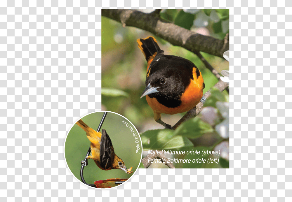 Male And Female Baltimore Orioles Finch, Bird, Animal, Beak, Plant Transparent Png