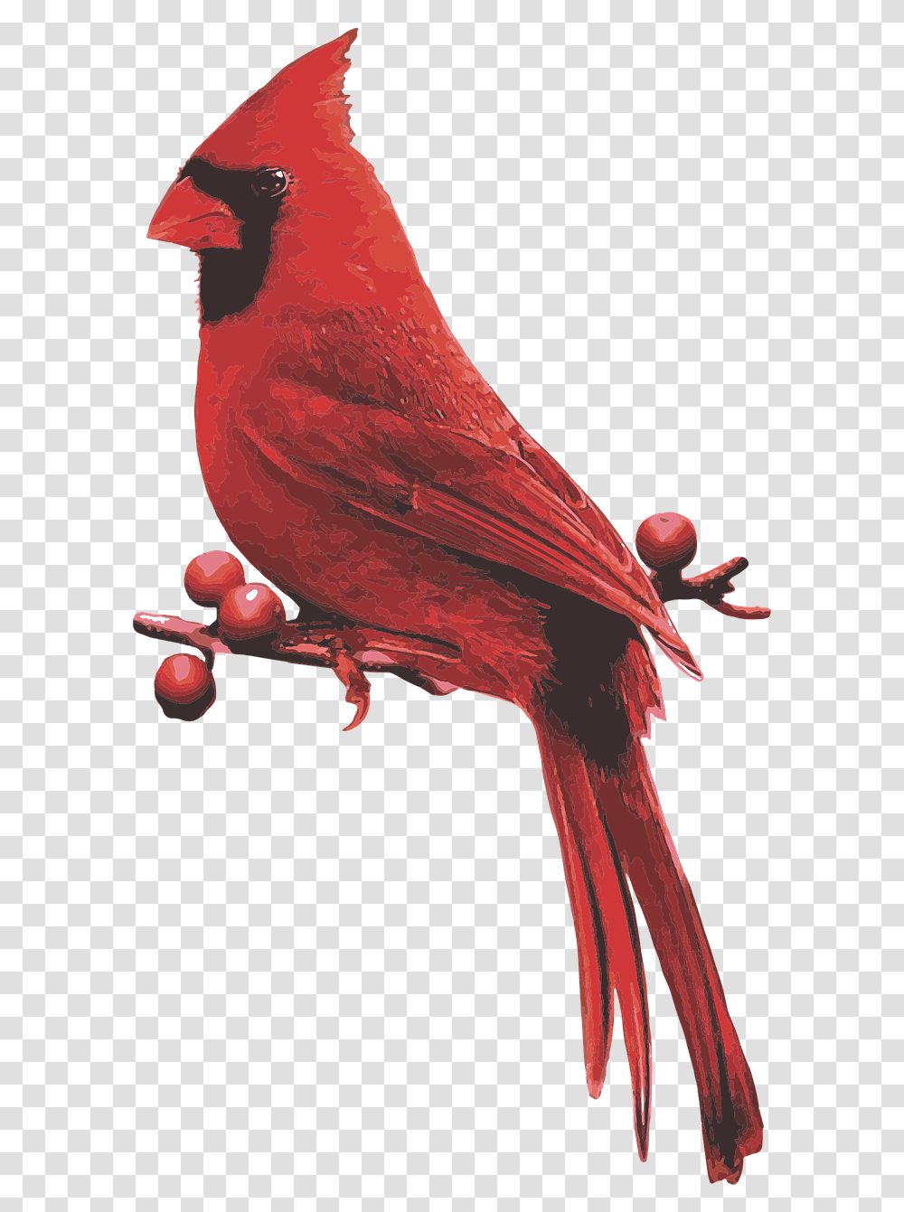 Male Cardinal Red Bird Northern Cardinal, Animal, Finch Transparent Png