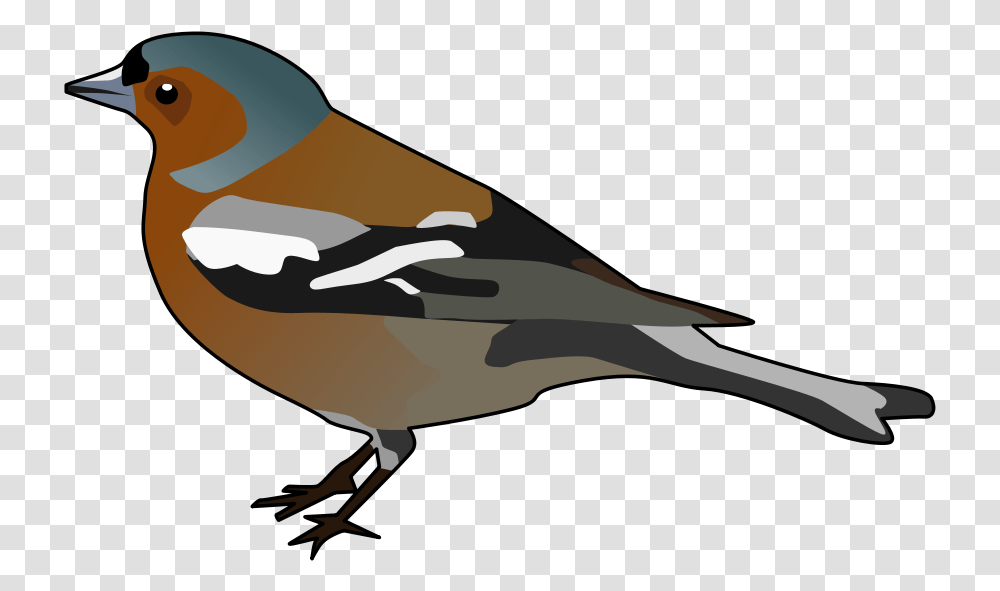 Male Chaffinch Clipart Chaffinch Clipart, Waterfowl, Bird, Animal, Duck Transparent Png