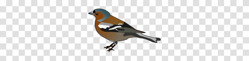 Male Chaffinch Numeric Bird Chaffinch And Clip Art, Animal, Waterfowl, Anseriformes, Duck Transparent Png