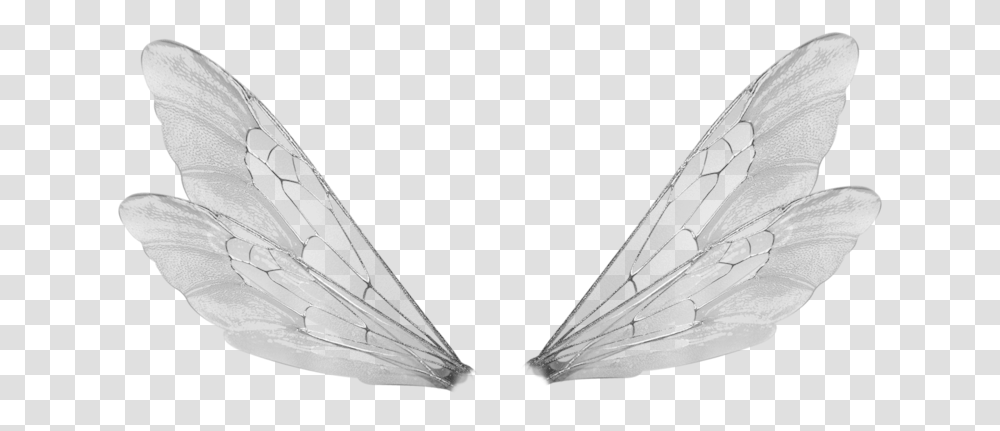 Male Fairy Wings, Bird, Animal, Insect, Invertebrate Transparent Png