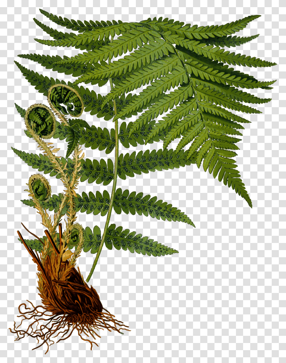Male Fern 2 Clip Arts Fern Botanical Illustration, Plant Transparent Png