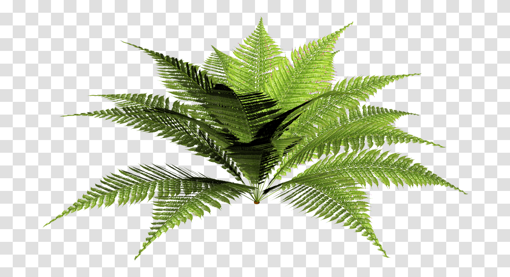 Male Fern Forest Plants, Leaf, Green, Weed Transparent Png