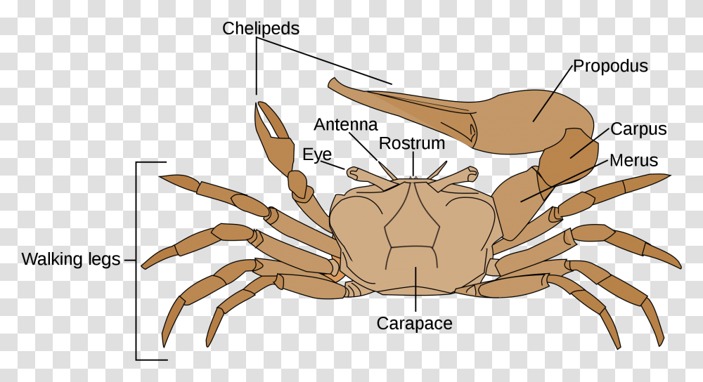 Male Fiddler Crab Diagram, Sea Life, Animal, Seafood Transparent Png