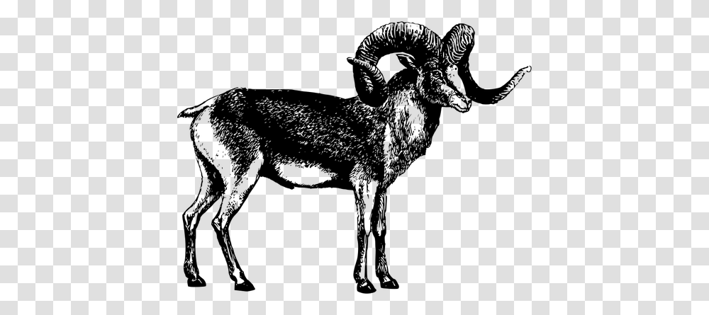 Male Goat Vector Illustration Marco Polo Sheep, Gray, World Of Warcraft Transparent Png