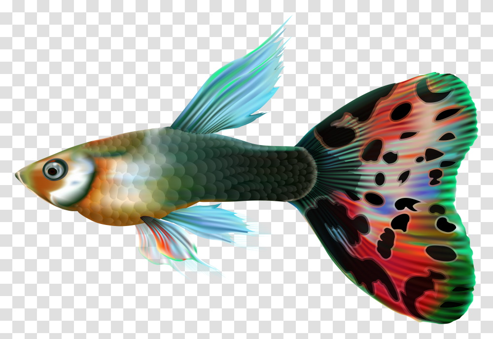 Male Guppy Clip Guppies With Background Transparent Png