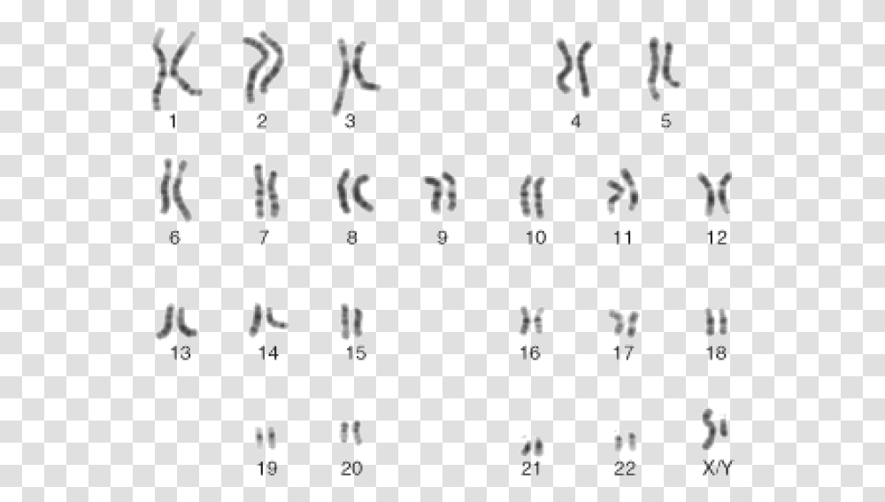 Male Karyotype, Alphabet, Number Transparent Png