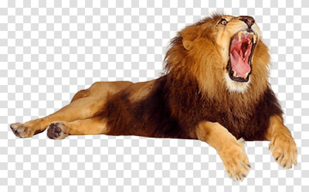 Male Lion Opening Mouth, Wildlife, Mammal, Animal, Dog Transparent Png