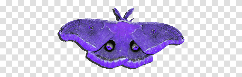 Male Moth Purple Blue Moth, Butterfly, Insect, Invertebrate, Animal Transparent Png