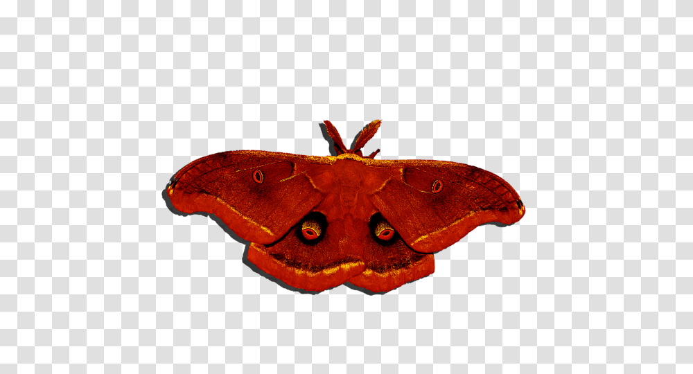 Male Moth Red Onesie For Sale, Lizard, Reptile, Animal, Butterfly Transparent Png