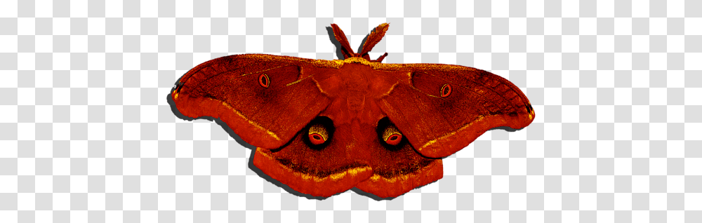 Male Moth Red Red Moth, Butterfly, Insect, Invertebrate, Animal Transparent Png