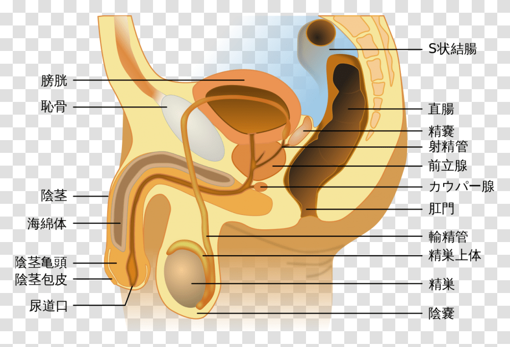 Male Sexual And Reproductive Systems, Hip, Neck Transparent Png