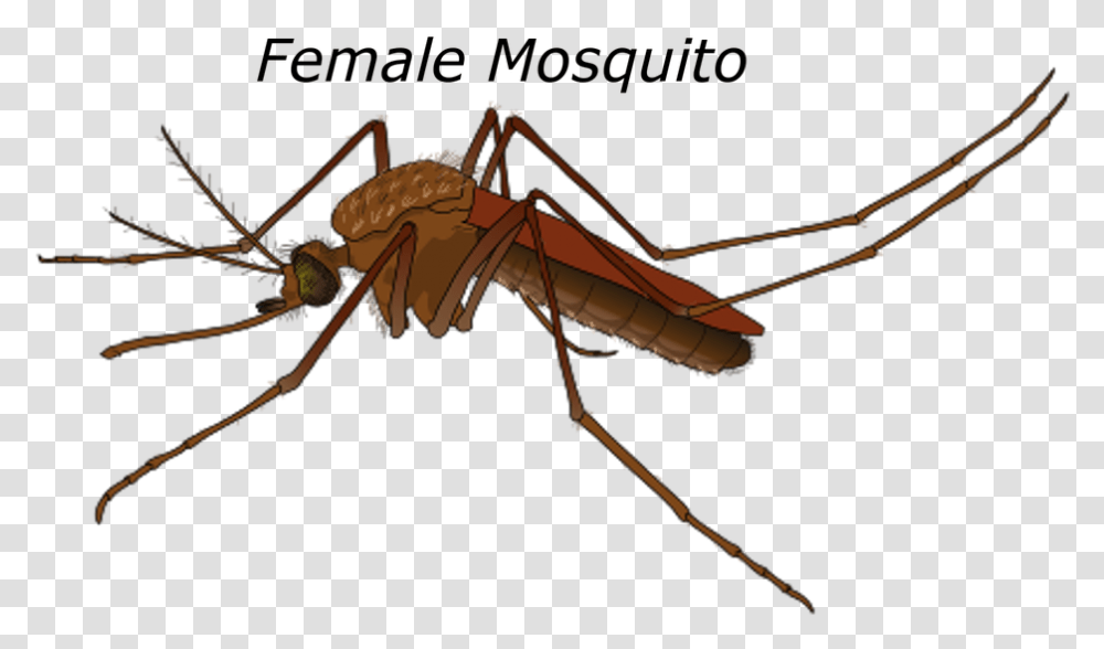 Male Vs Female Mosquito, Insect, Invertebrate, Animal, Bow Transparent Png