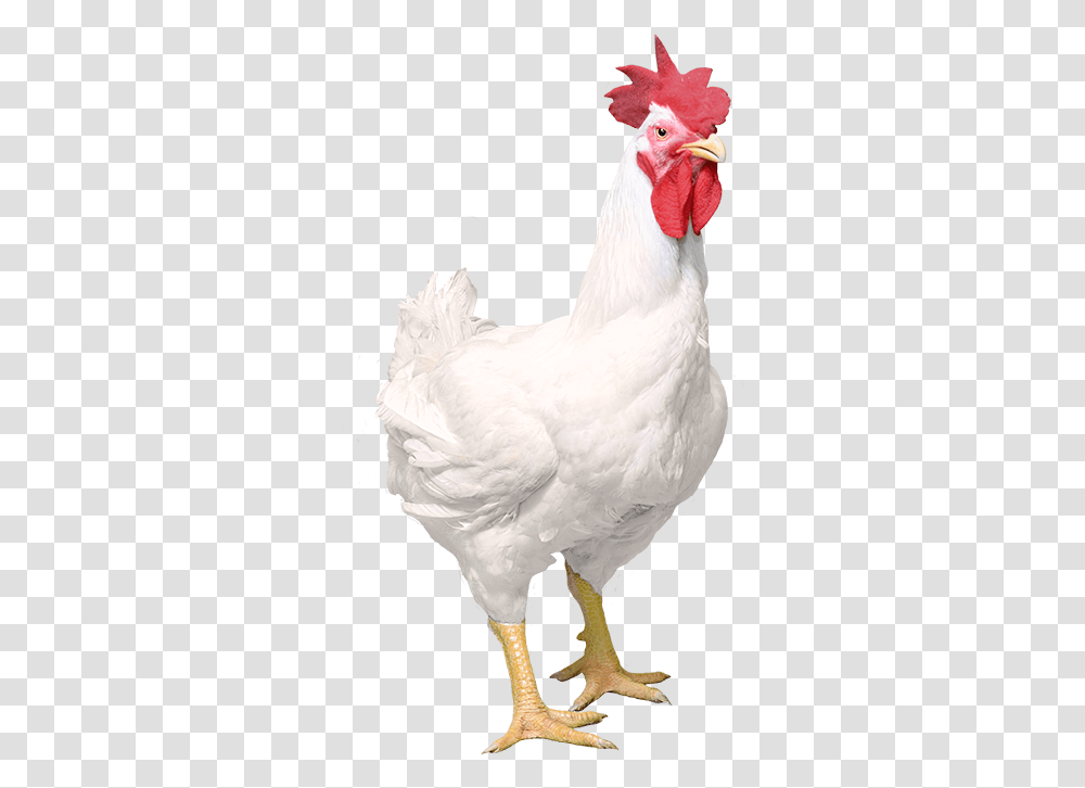 Male White Hen, Chicken, Poultry, Fowl, Bird Transparent Png