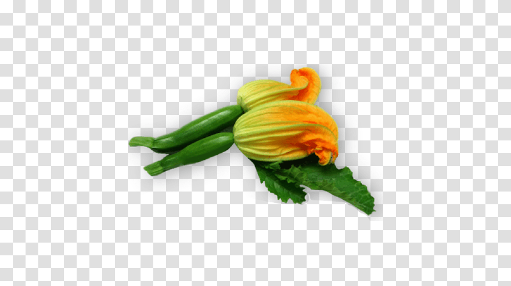 Male Zucchini Flowers, Plant, Produce, Food, Vegetable Transparent Png