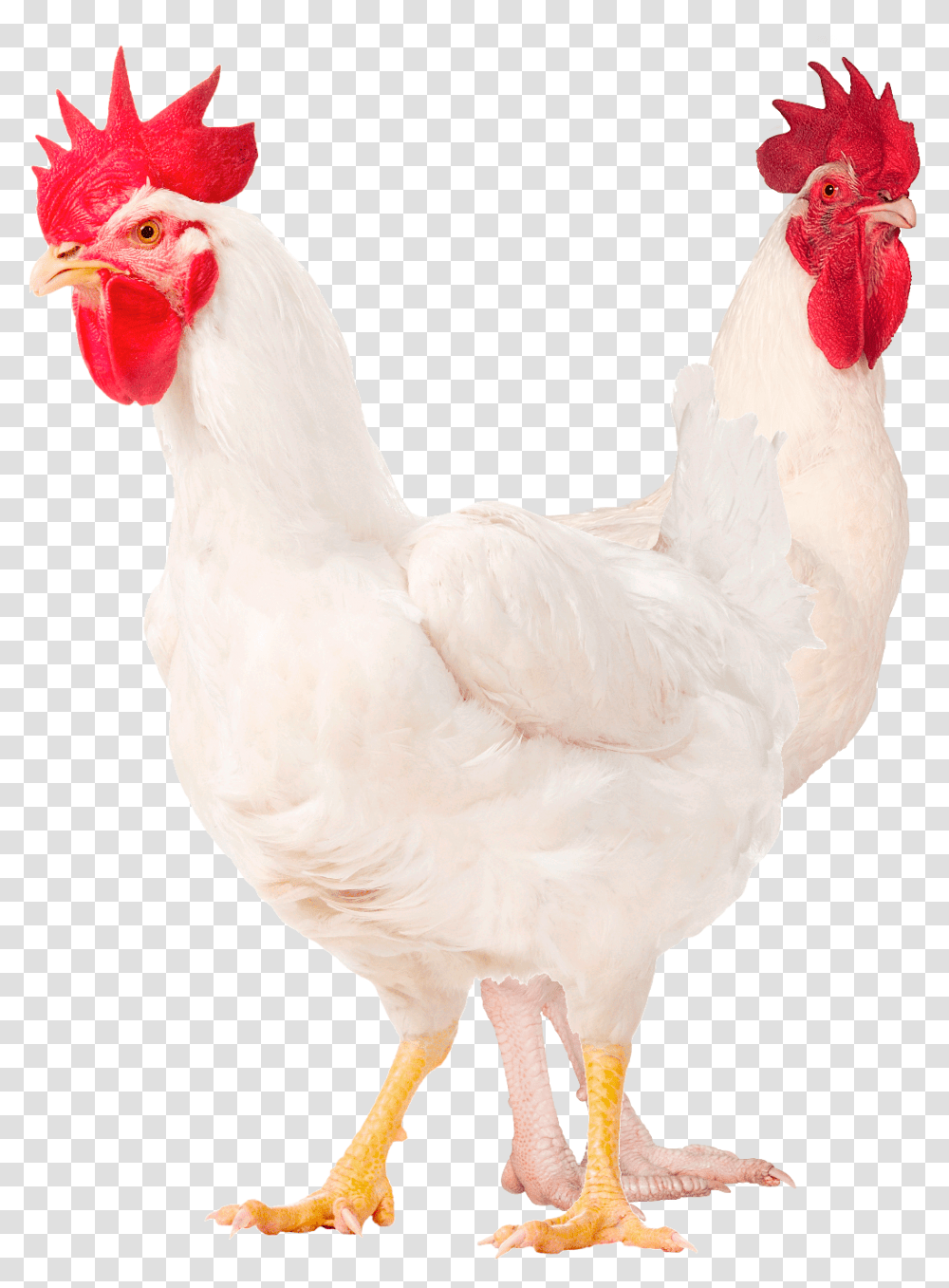 Males M77 M99 White Legs Rooster, Chicken, Poultry, Fowl, Bird Transparent Png