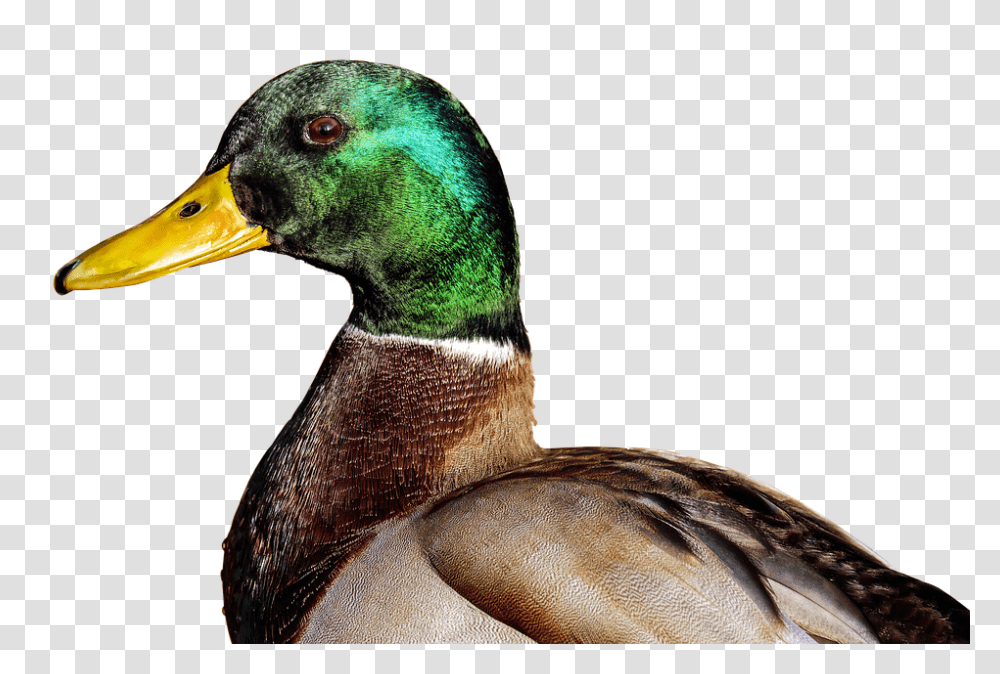 Mallard 960, Animals, Bird, Waterfowl, Duck Transparent Png