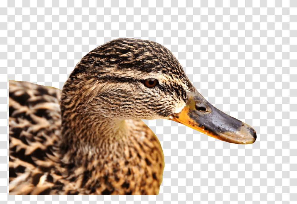 Mallard 960, Animals, Bird, Waterfowl, Duck Transparent Png