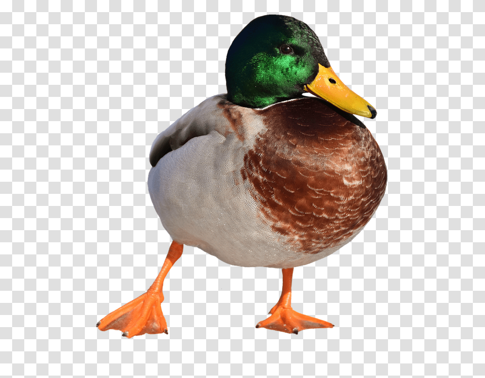 Mallard 960, Animals, Waterfowl, Bird, Duck Transparent Png