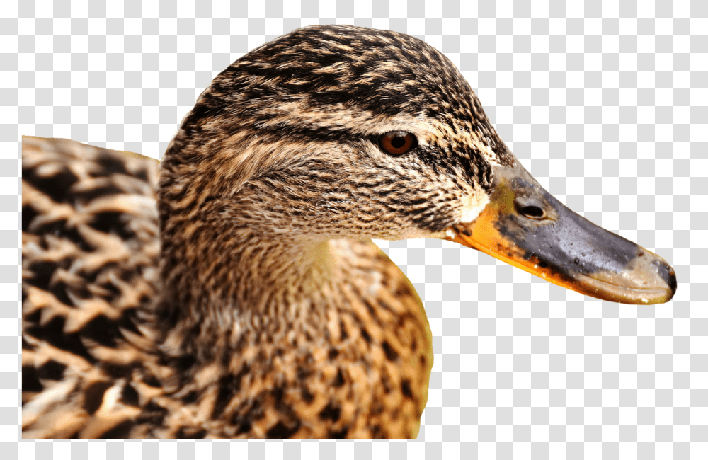Mallard Bank Pond Cute Nature Water Duck Bird Grsand, Animal, Waterfowl, Beak, Anseriformes Transparent Png