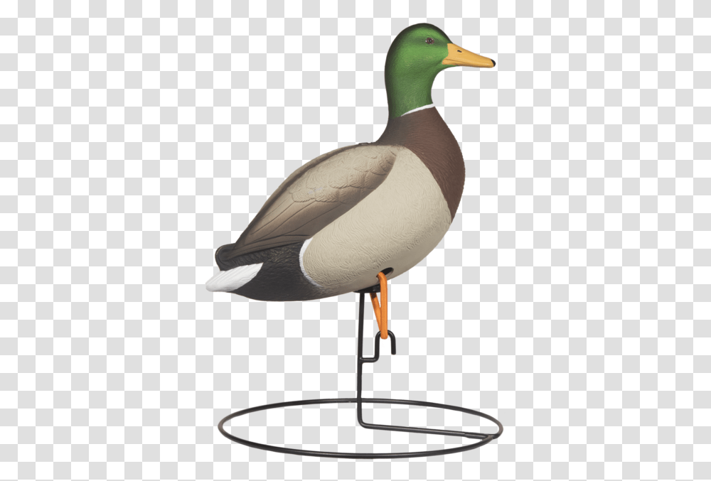 Mallard, Bird, Animal, Waterfowl, Duck Transparent Png