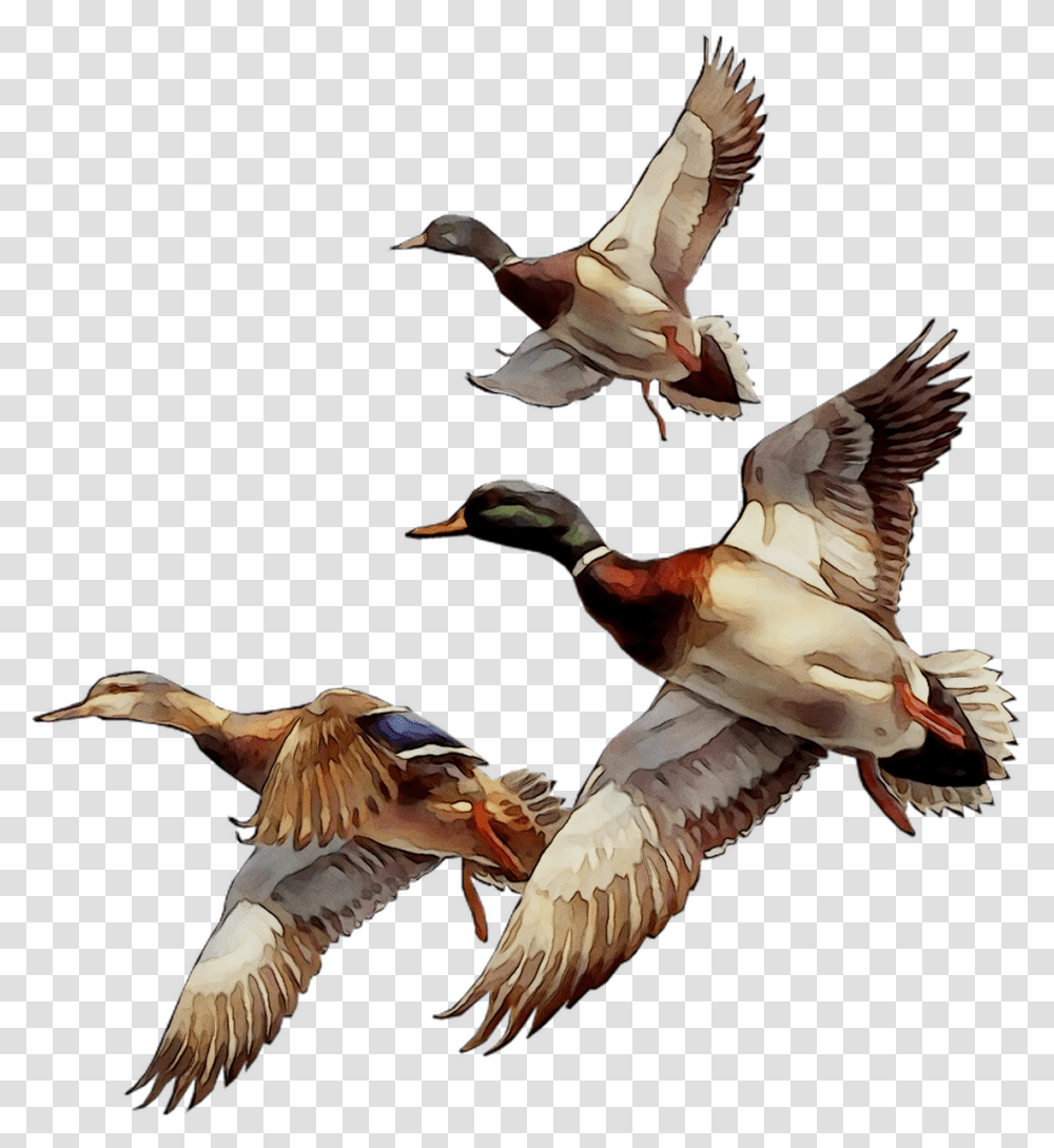 Mallard Bird Duck Goose Gif Download 11061211 Mallard, Animal, Waterfowl, Flying, Teal Transparent Png