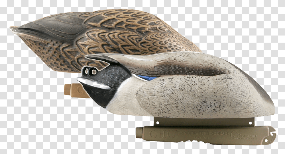 Mallard Canada Goose, Waterfowl, Bird, Animal, Duck Transparent Png