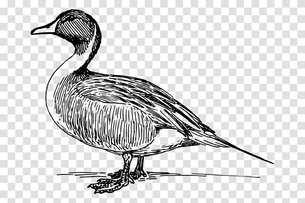 Mallard Clip Art, Gray, World Of Warcraft Transparent Png