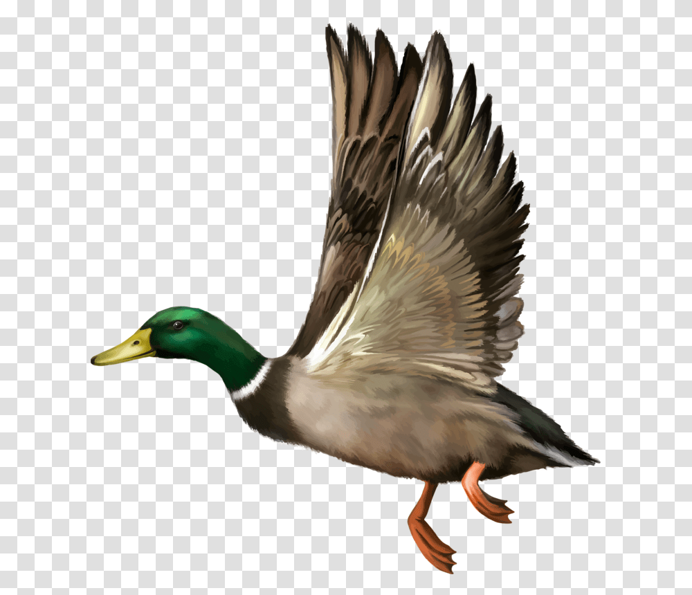 Mallard Drawing Wing Duck Flying Vector, Bird, Animal, Waterfowl, Anseriformes Transparent Png